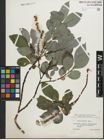 Foto von Salix glabra Scop.